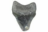 Bargain, , Fossil Megalodon Tooth - Georgia #338740-1